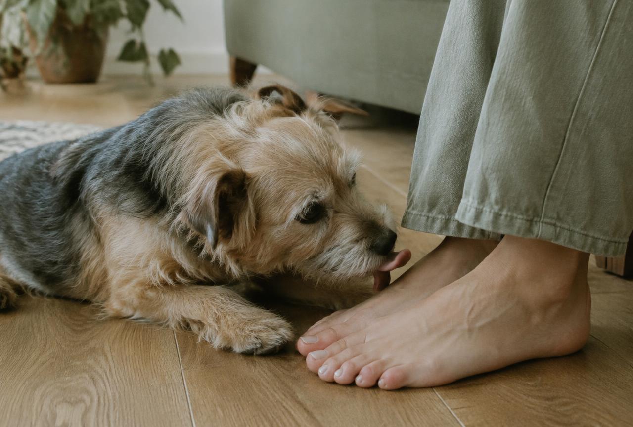 A small scruffy terrier licking a person's bare foot on a wooden living room floor