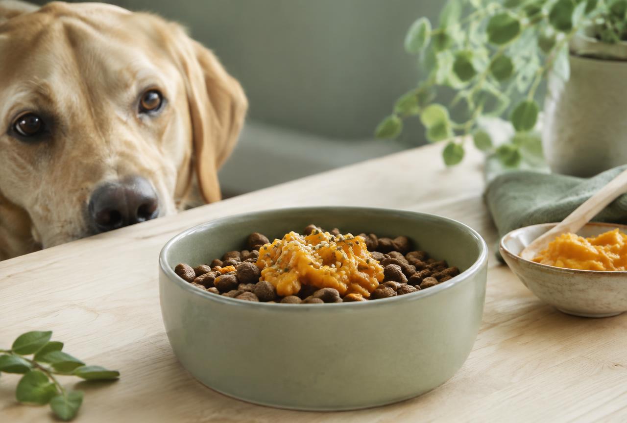 A sage green ceramic bowl of kibble topped with orange pumpkin puree on a pale wooden table, a labrador peeking over the edge