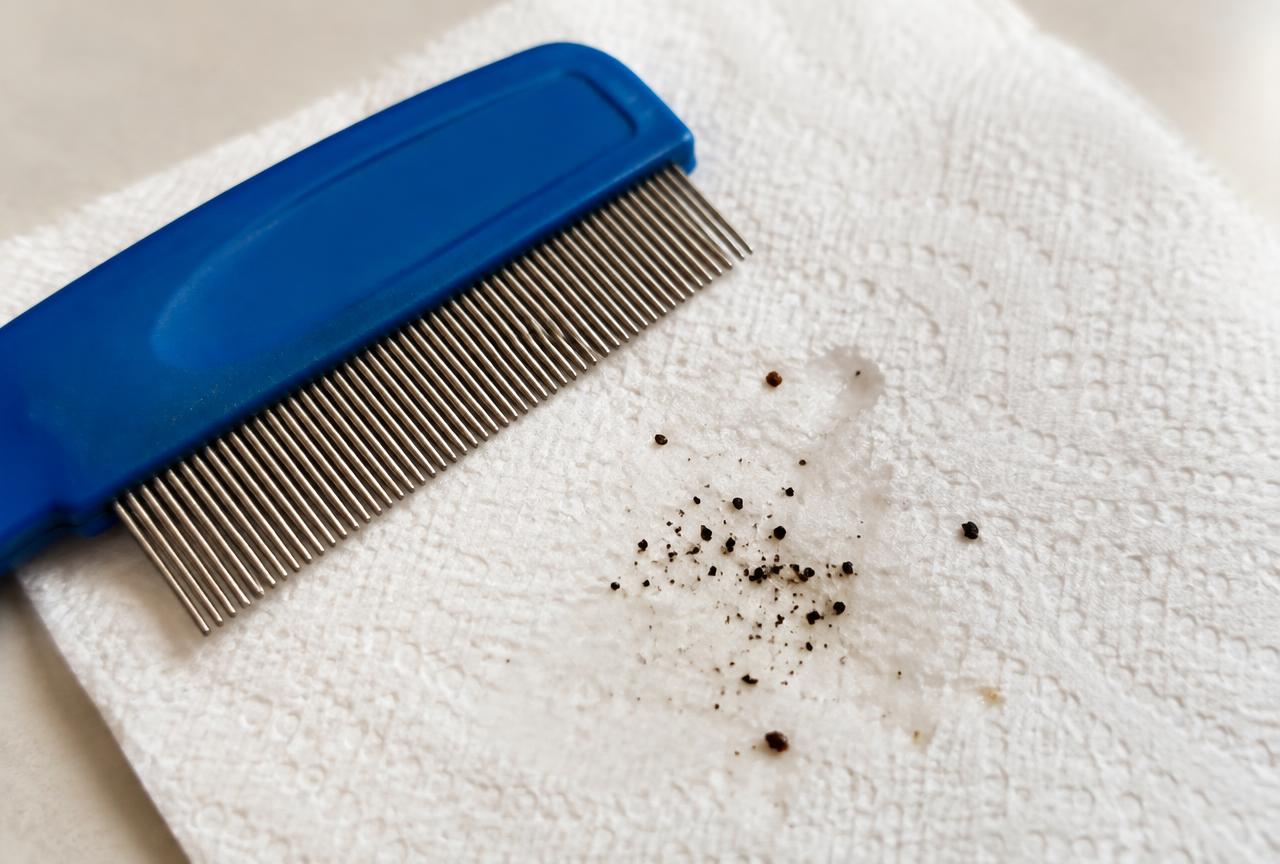A blue flea comb on a white damp paper towel with dark specks of flea dirt beside it