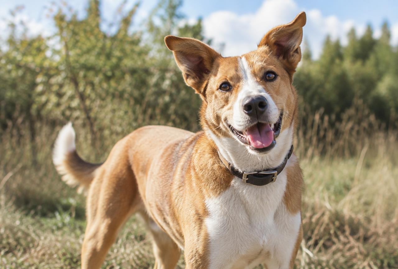 A cheerful medium sized dog outdoors with visibly clean, healthy ears