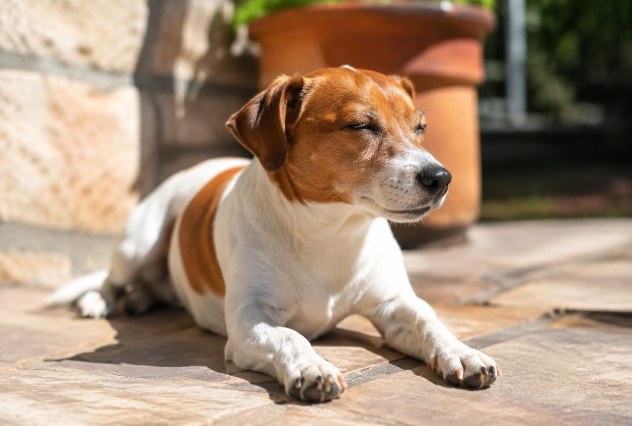 A relaxed dog lying in the sun with calm, normal breathing