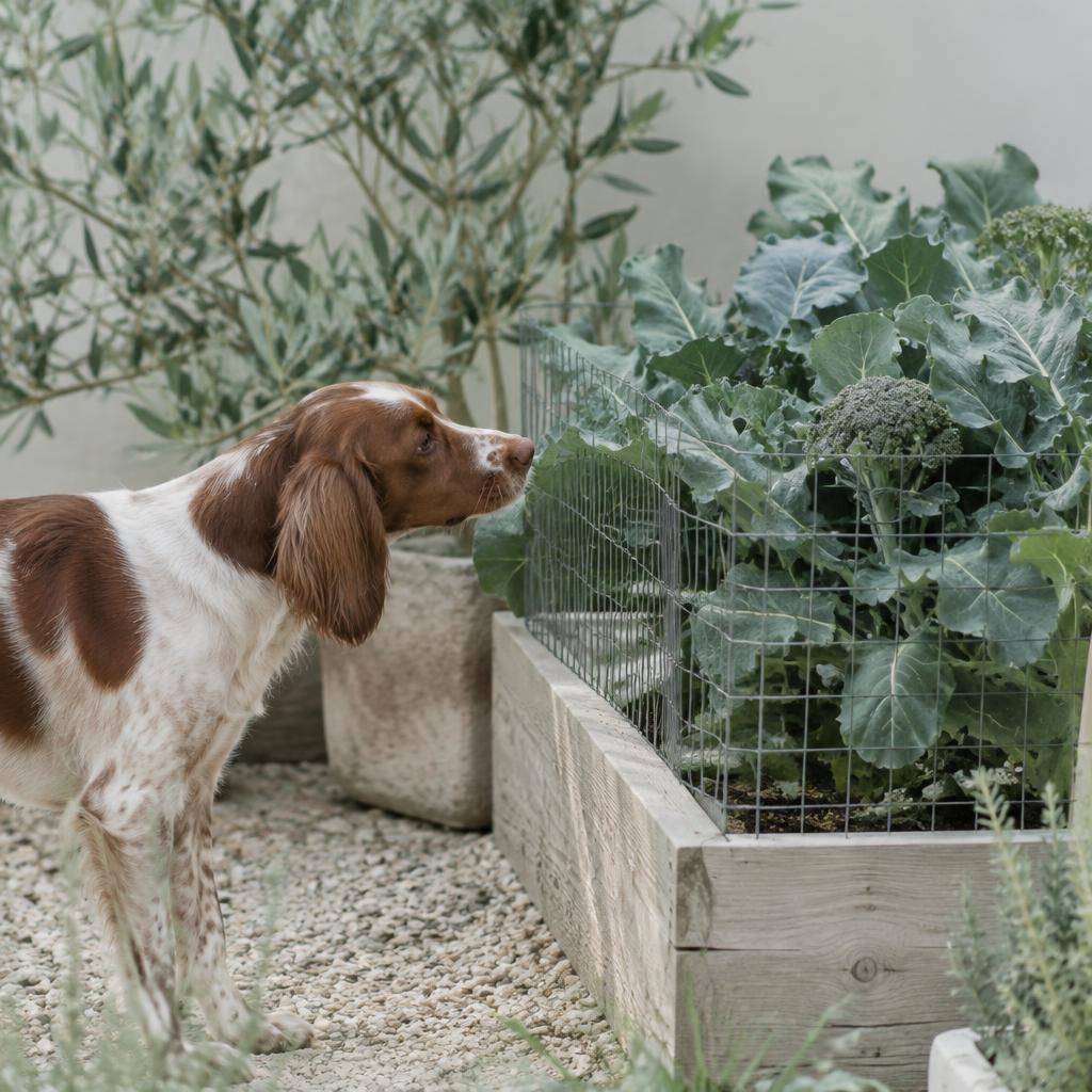 A dog looking at a fenced raised bed of broccoli plants