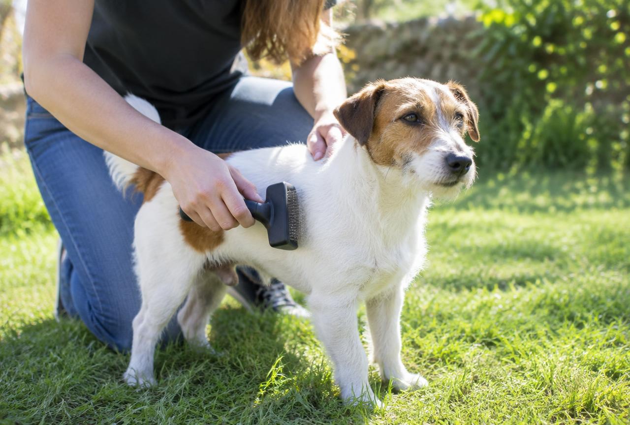 A person brushing a Jack Russell Terrier with a bristle brush