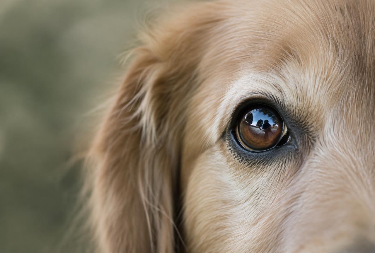 Close-up of a dog's clear healthy eye with a bright reflection