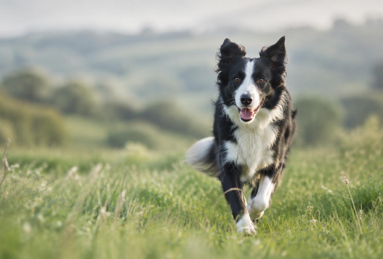 A fit border collie running through a green meadow in soft morning light