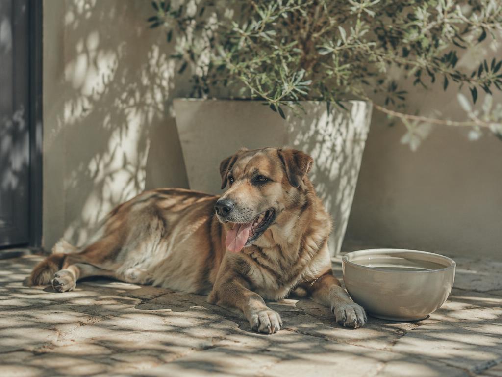 Dog resting in shade beside a water bowl on a warm patio
