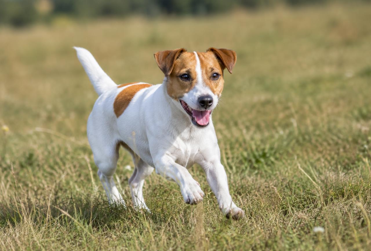 Jack Russell Terrier dog portrait
