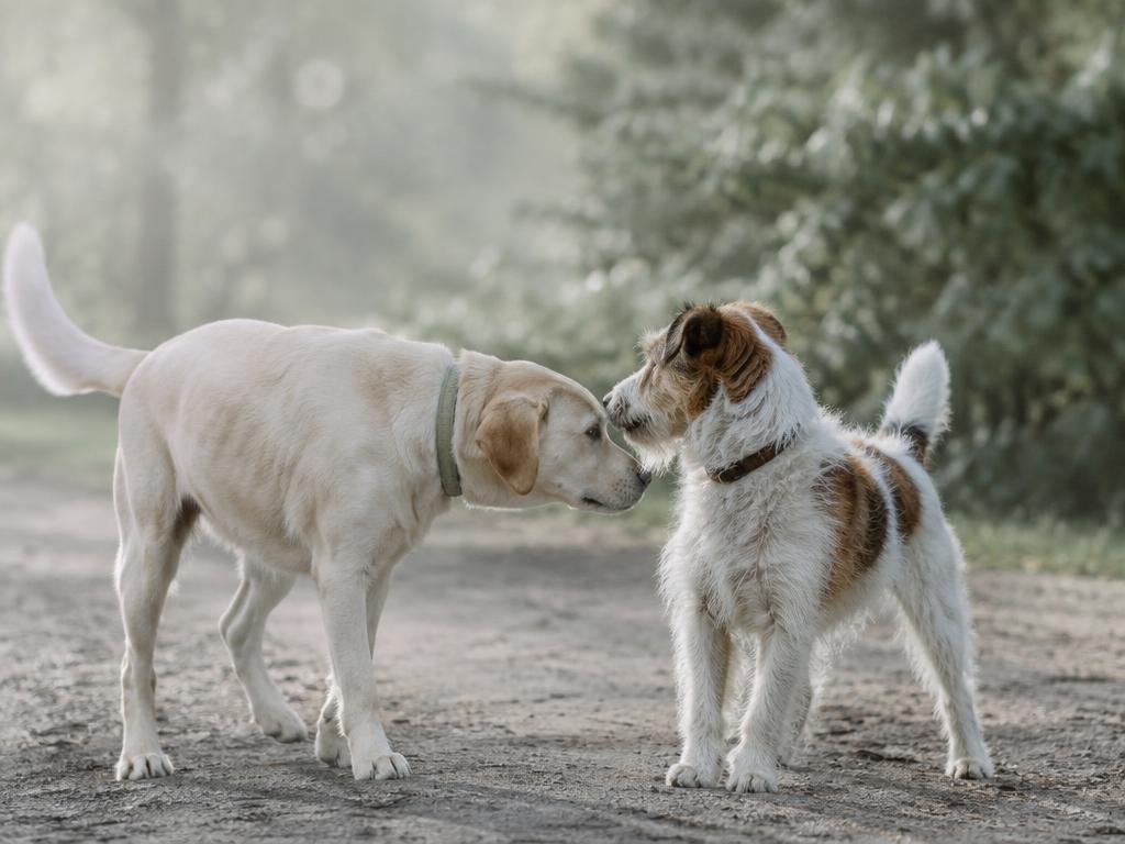 Dogs greeting at a training class