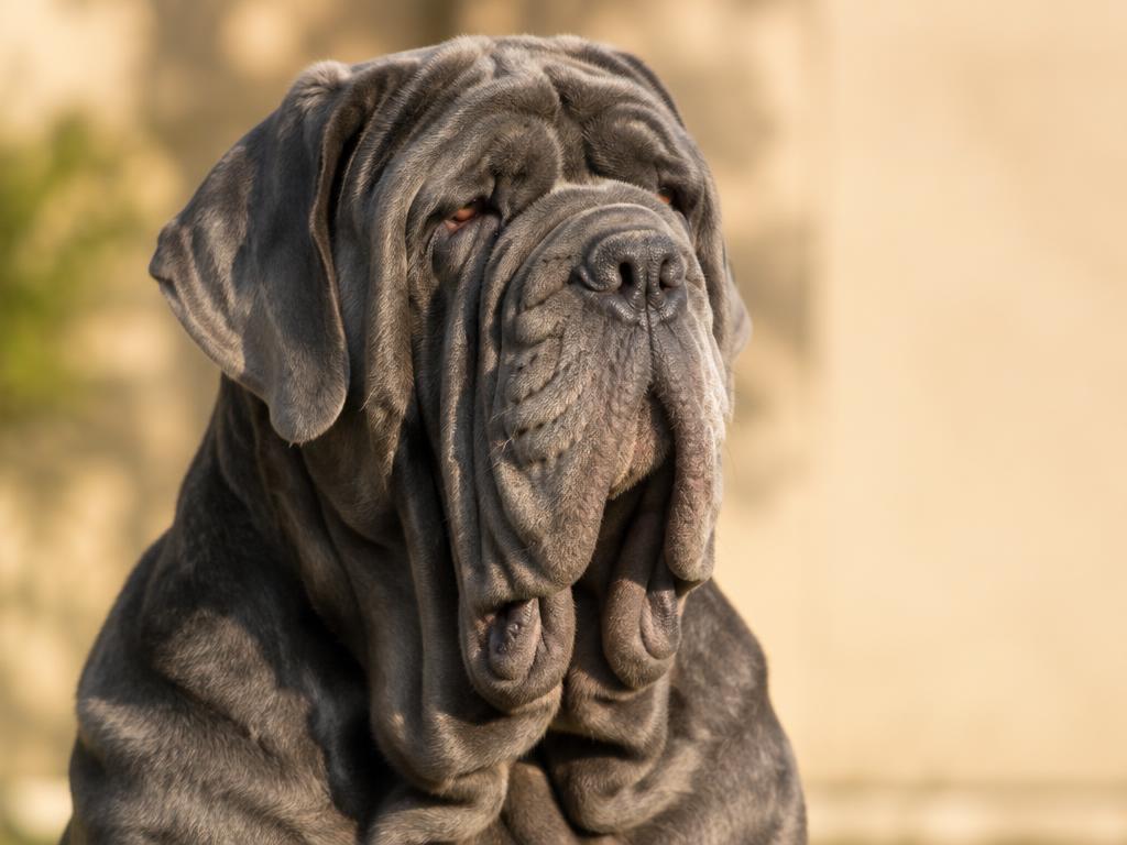 Neapolitan Mastiff dog portrait