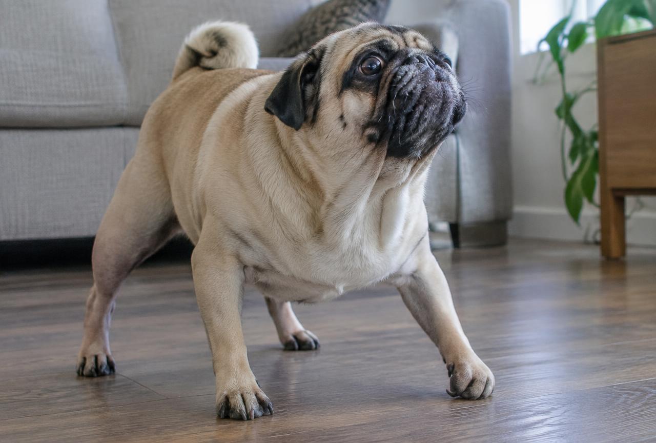 A small terrier standing with neck extended making a snorting sound