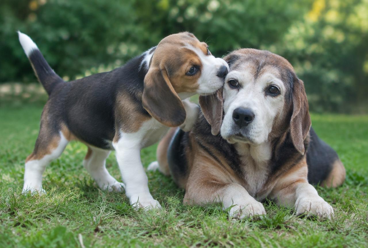 A small puppy sitting next to a grey-muzzled older dog outdoors on grass