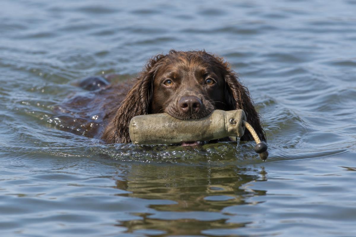 A Boykin Spaniel swimming with a canvas dummy in its mouth