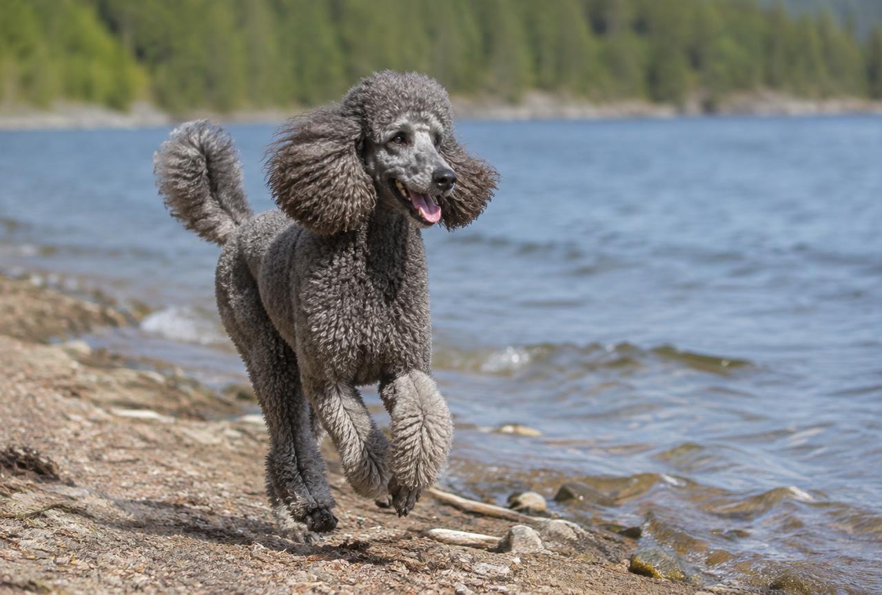A Standard Poodle running along a lake shore