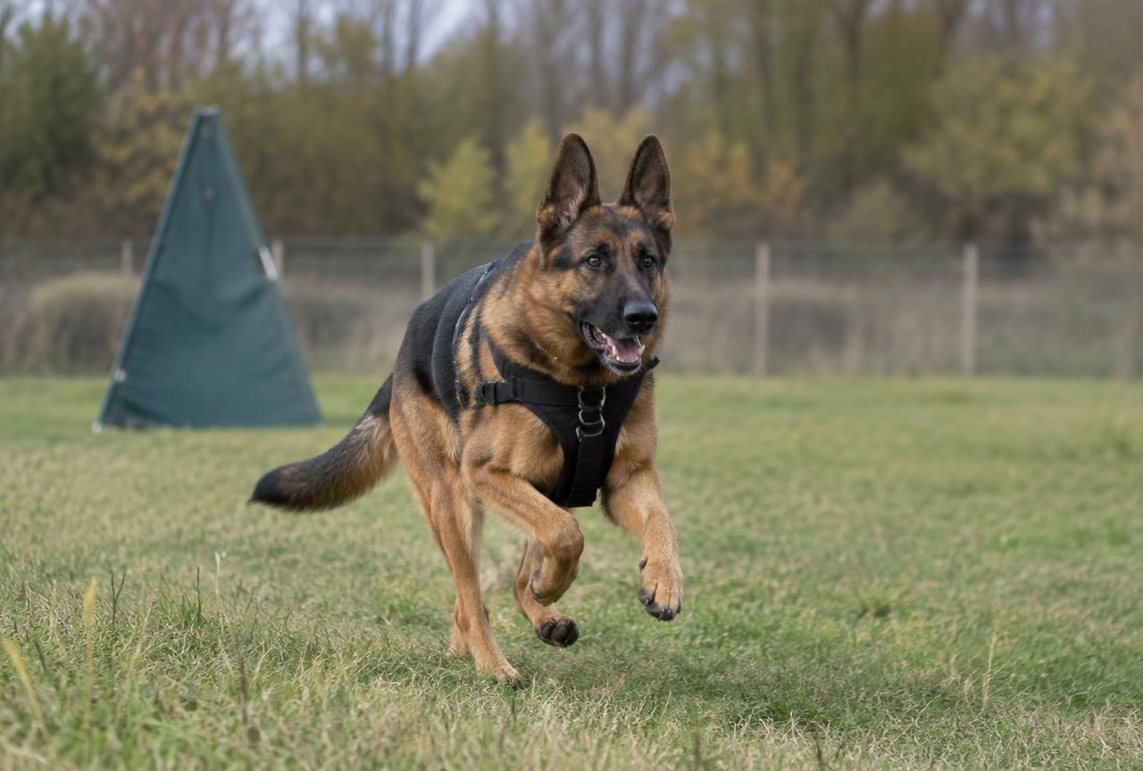 A German Shepherd running through a field during a training session