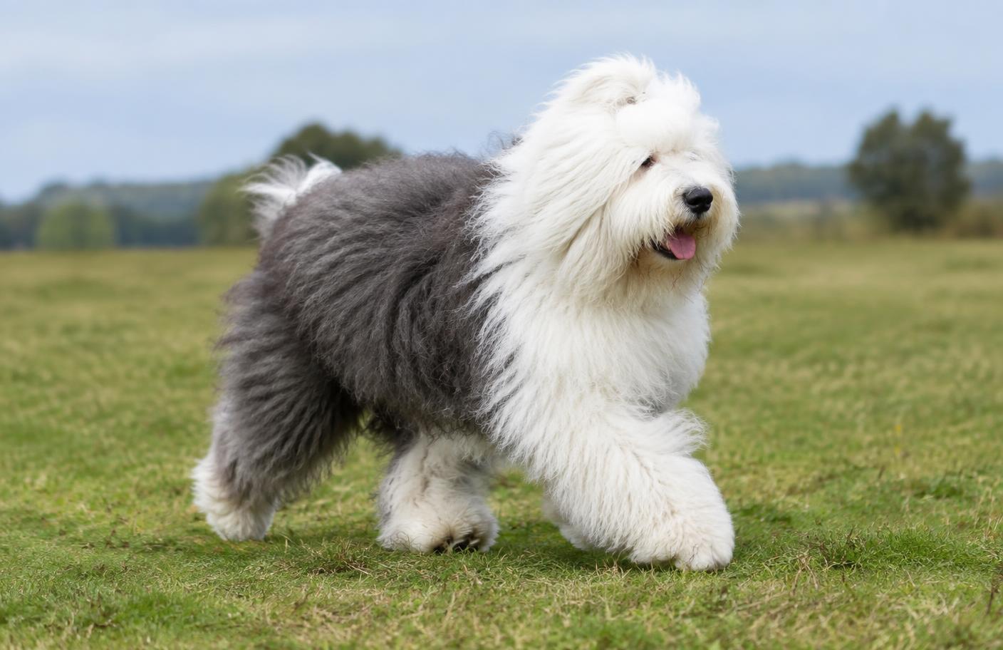 An Old English Sheepdog trotting across an open field with its rolling gait