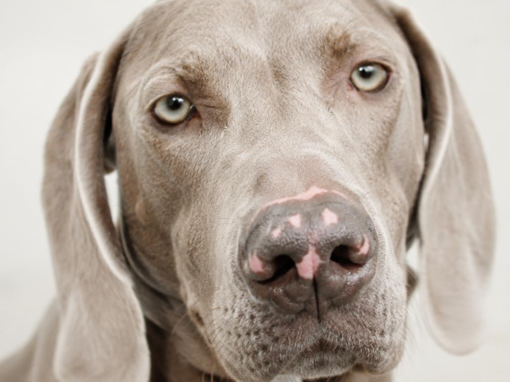 Dog with lighter pink patches on its nose