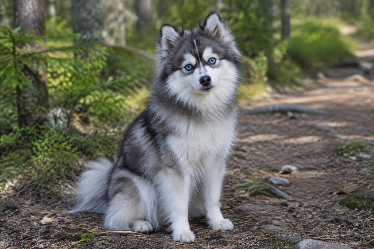 Pomsky dog portrait