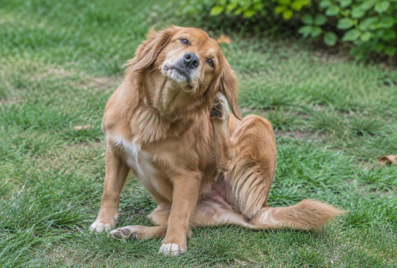 A golden-coloured dog sitting on grass scratching behind its ear with a hind leg