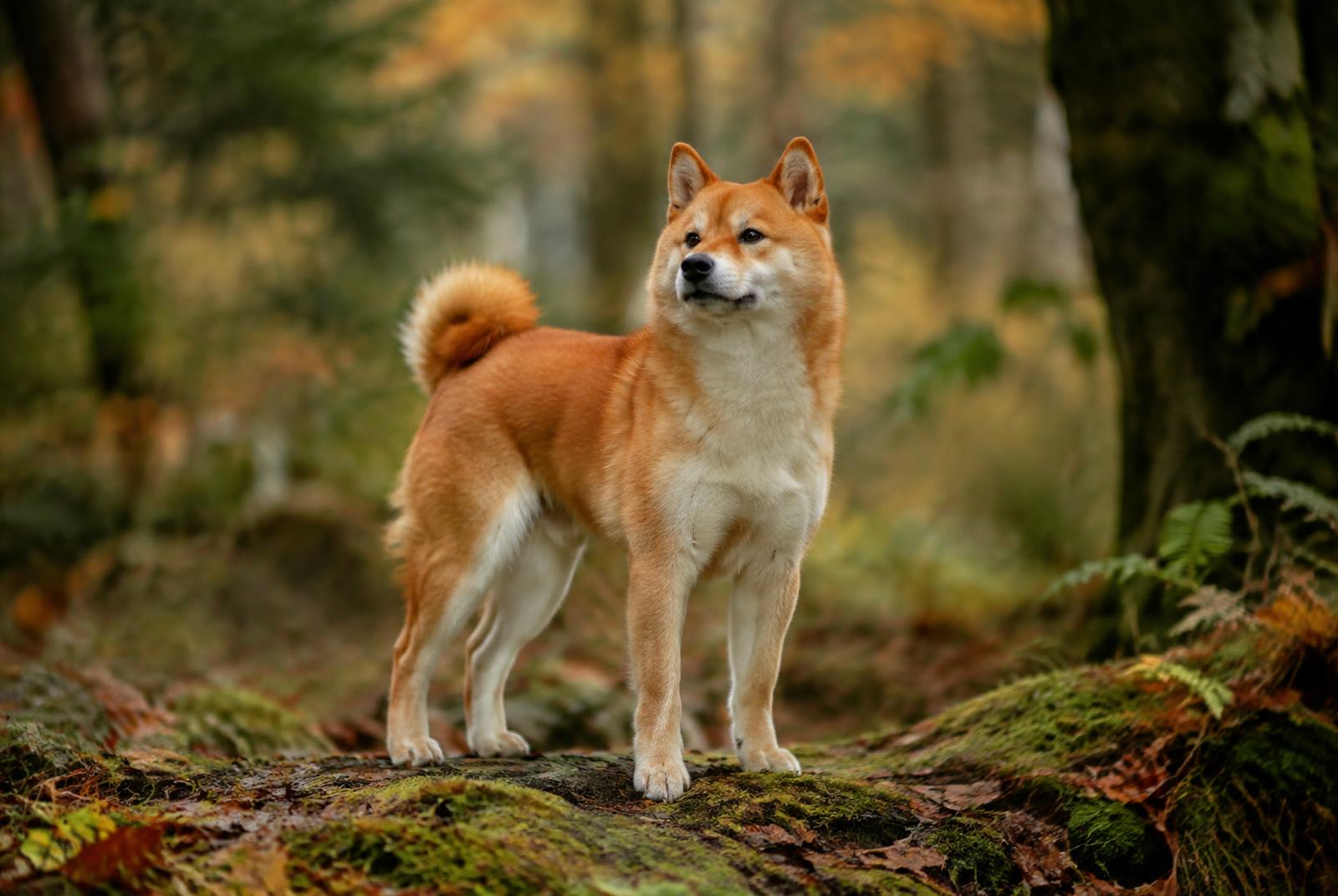 Shiba Inu dog portrait