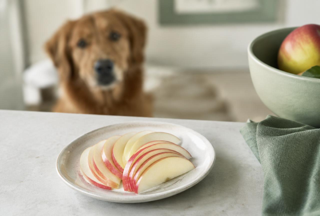 Apple slices prepared for a dog