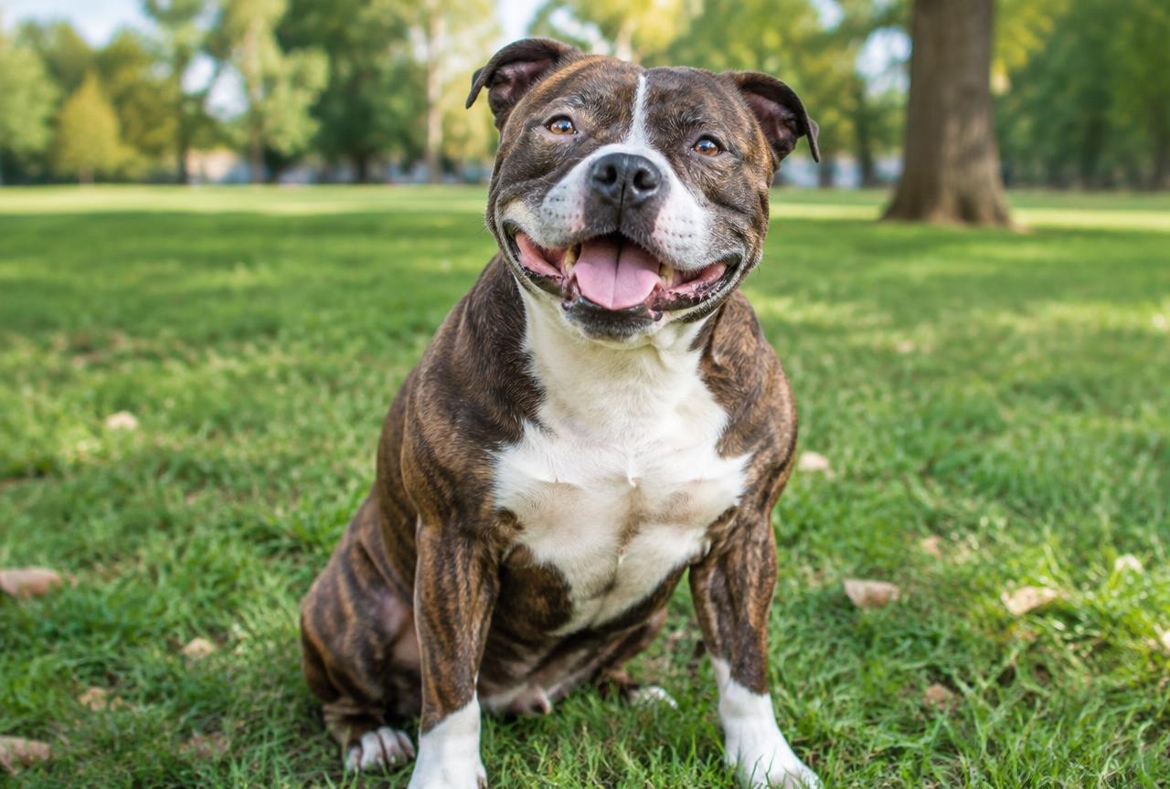 Staffordshire Bull Terrier dog portrait