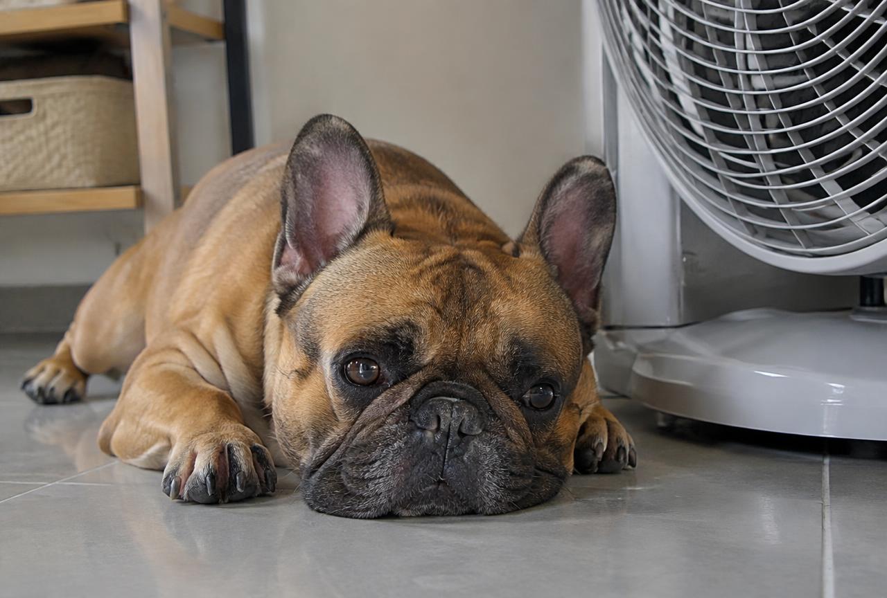 A flat faced dog lying calmly on a cool tiled floor indoors