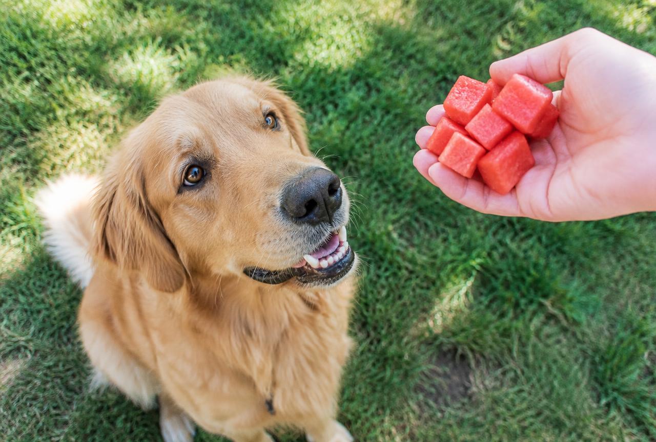 A golden dog sitting attentively while a person holds watermelon slices out of reach
