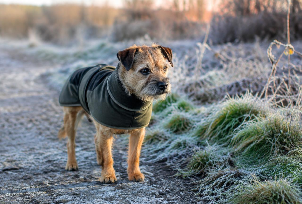 A small terrier wearing a fitted dog coat outdoors in cool weather
