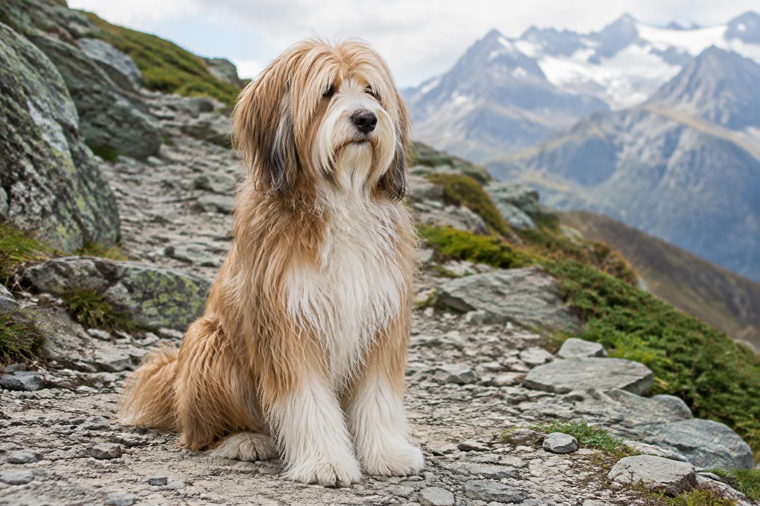 Tibetan Terrier dog portrait
