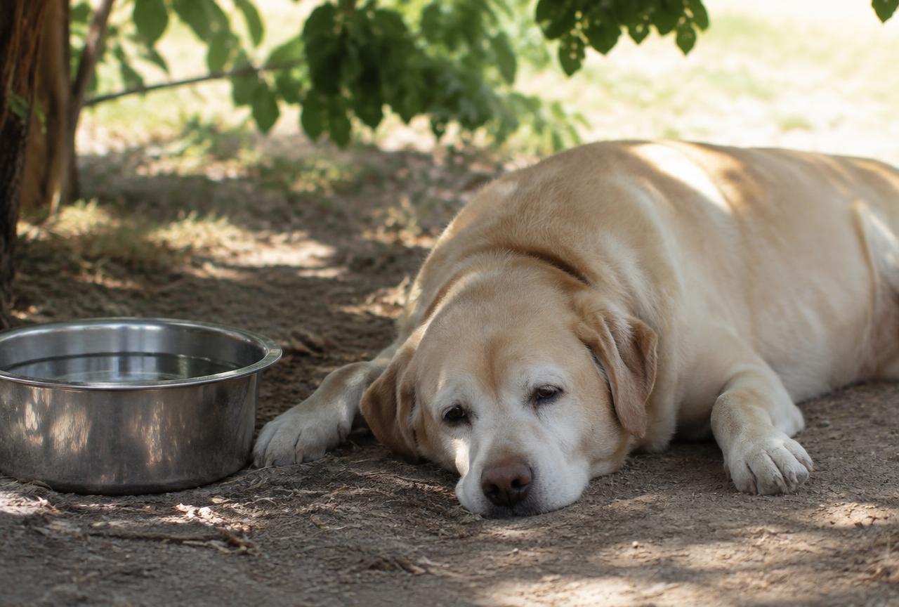 A tired dog lying in the shade next to a water bowl on a hot day