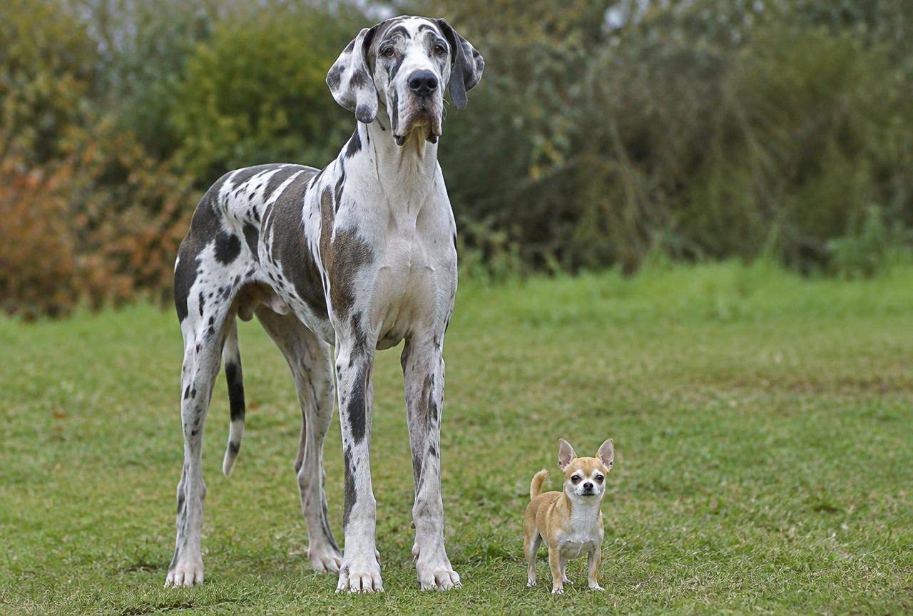 A tall large-breed dog standing beside a much smaller dog outdoors for size comparison