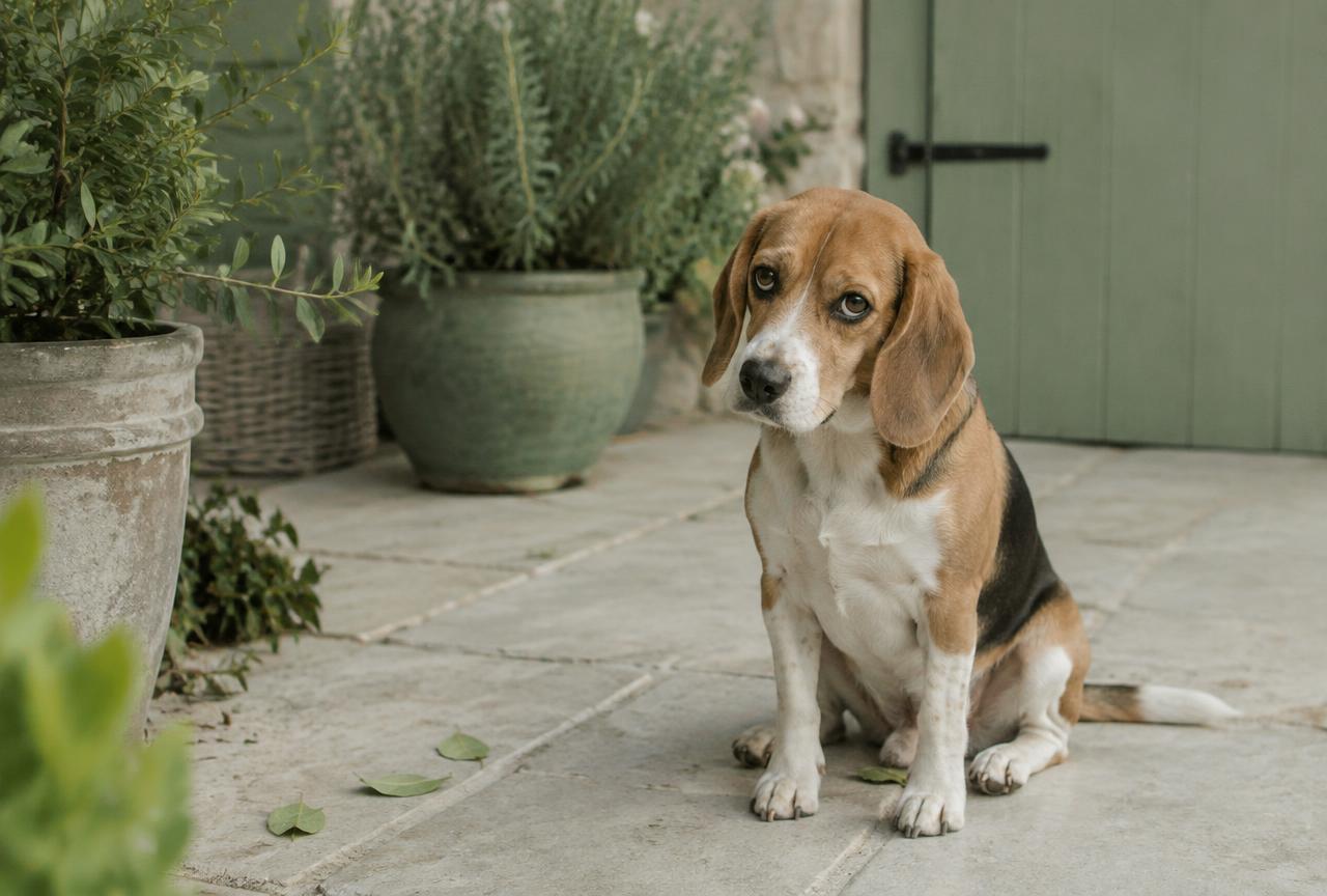 Cover photo for the article Why Do Dogs Scoot? Anal Glands, Worms and Itchy Bottoms