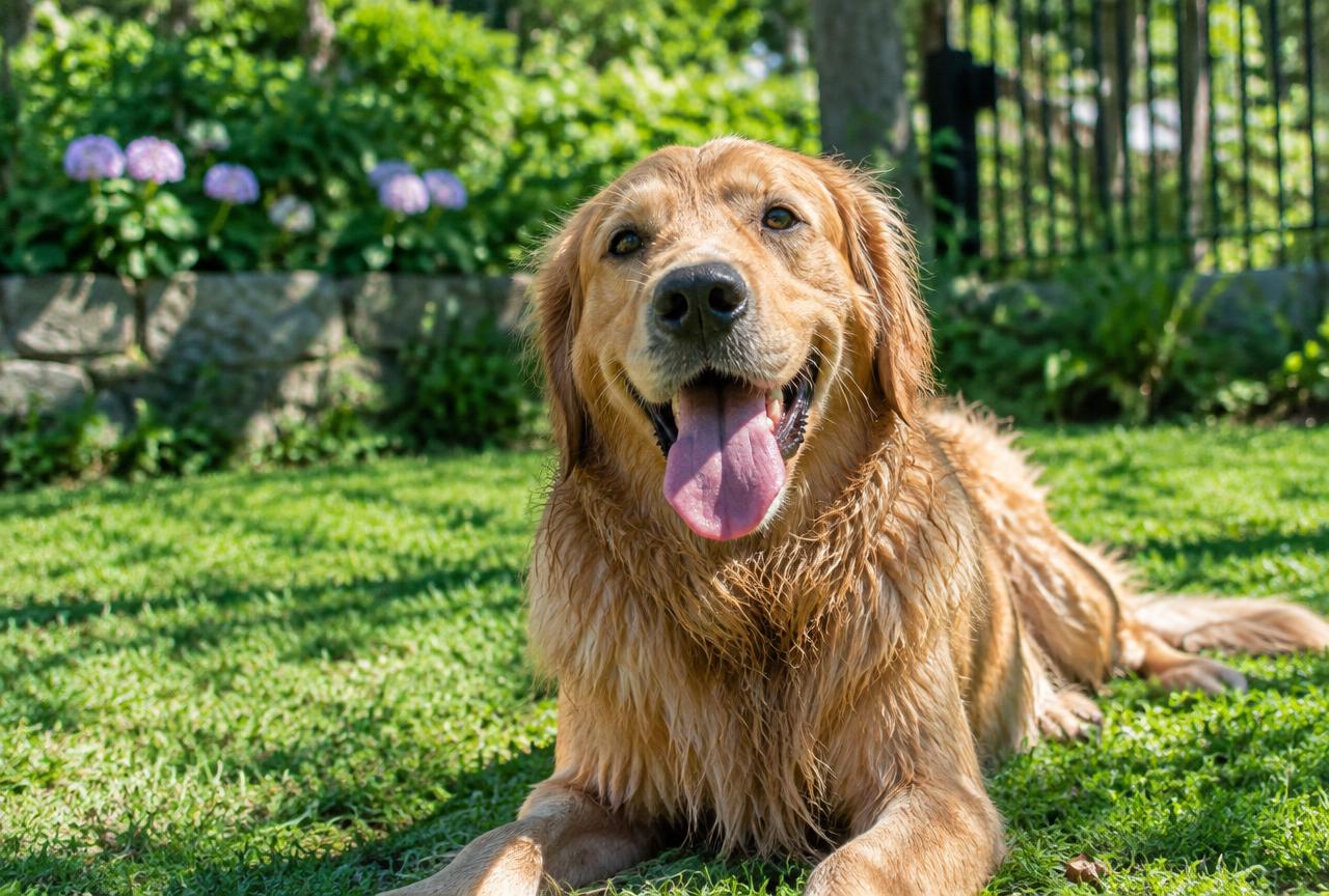 Cover photo for the article Why Is My Dog Panting So Much? Causes and Warning Signs