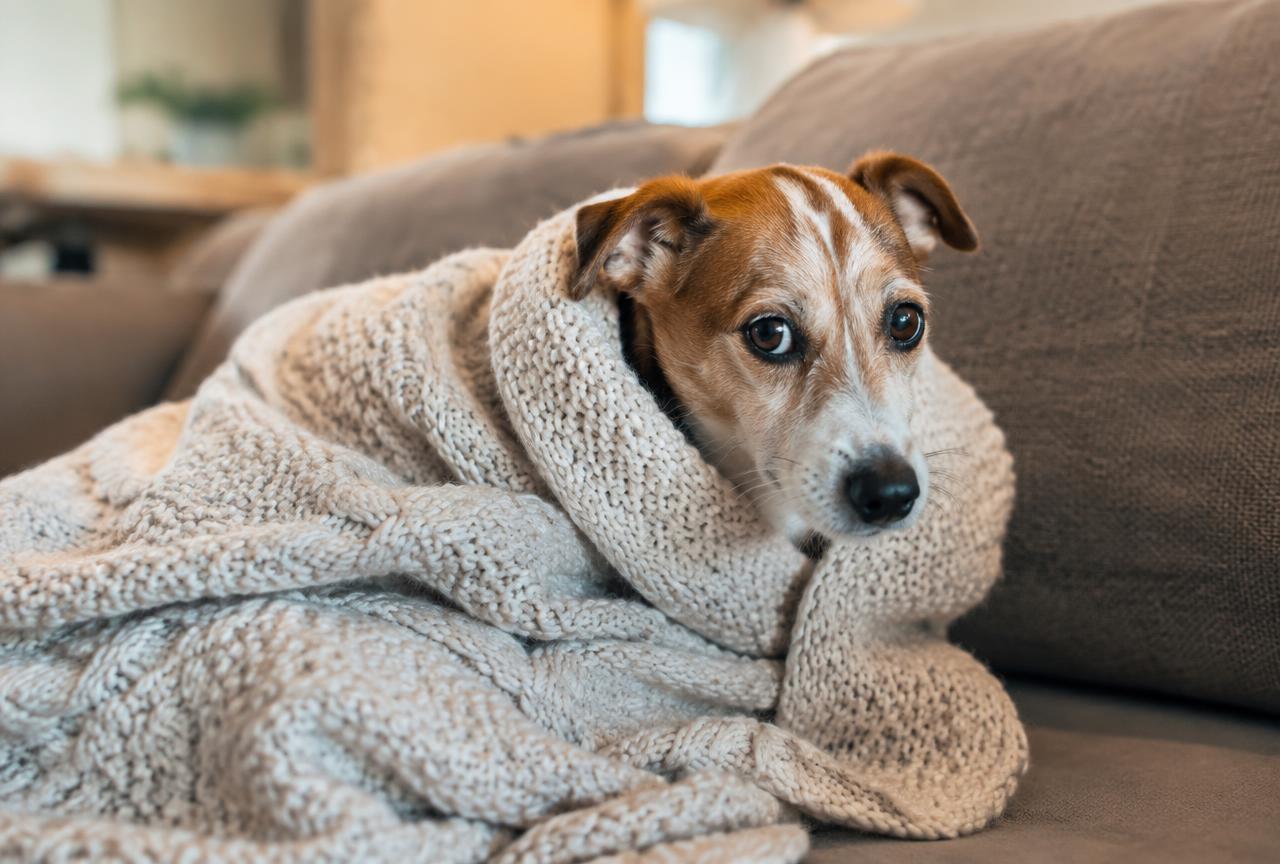 Cover photo for the article Why Is My Dog Shaking? Causes and When to Worry
